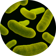 Streptococcus salivarius K12 probiotic bacteria