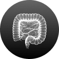 Gut Health Icon