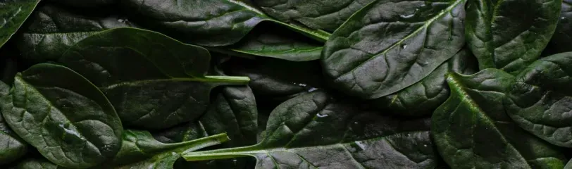 Fresh spinach leaves