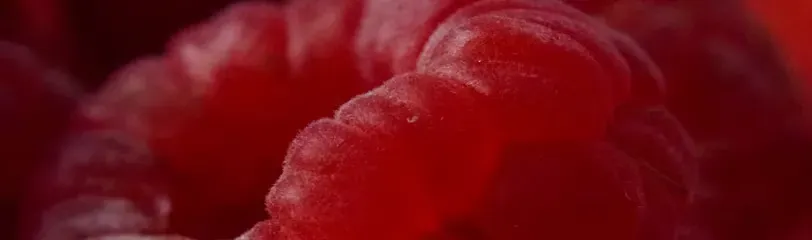 Bright red raspberries showing fiber benefits