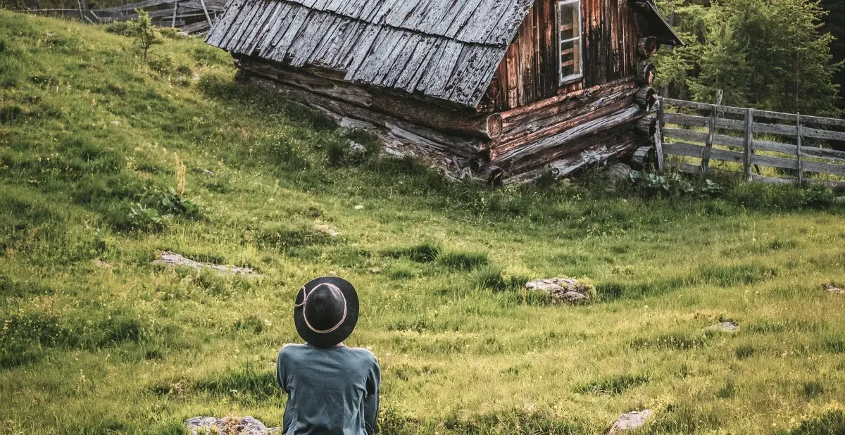 Forest scene representing ecosystem dynamics