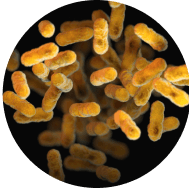 Streptococcus thermophilus probiotic bacteria