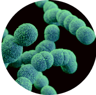 Lactococcus lactis probiotic bacteria