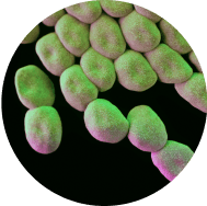 Lactobacillus acidophilus probiotic bacteria