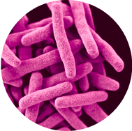 Ligilactobacillus salivarius probiotic bacteria
