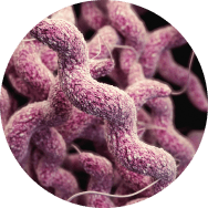 Bifidobacterium lactis probiotic bacteria