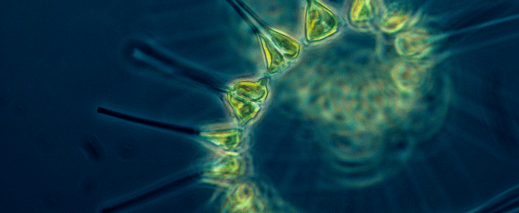 Approach image that adapts to screen size