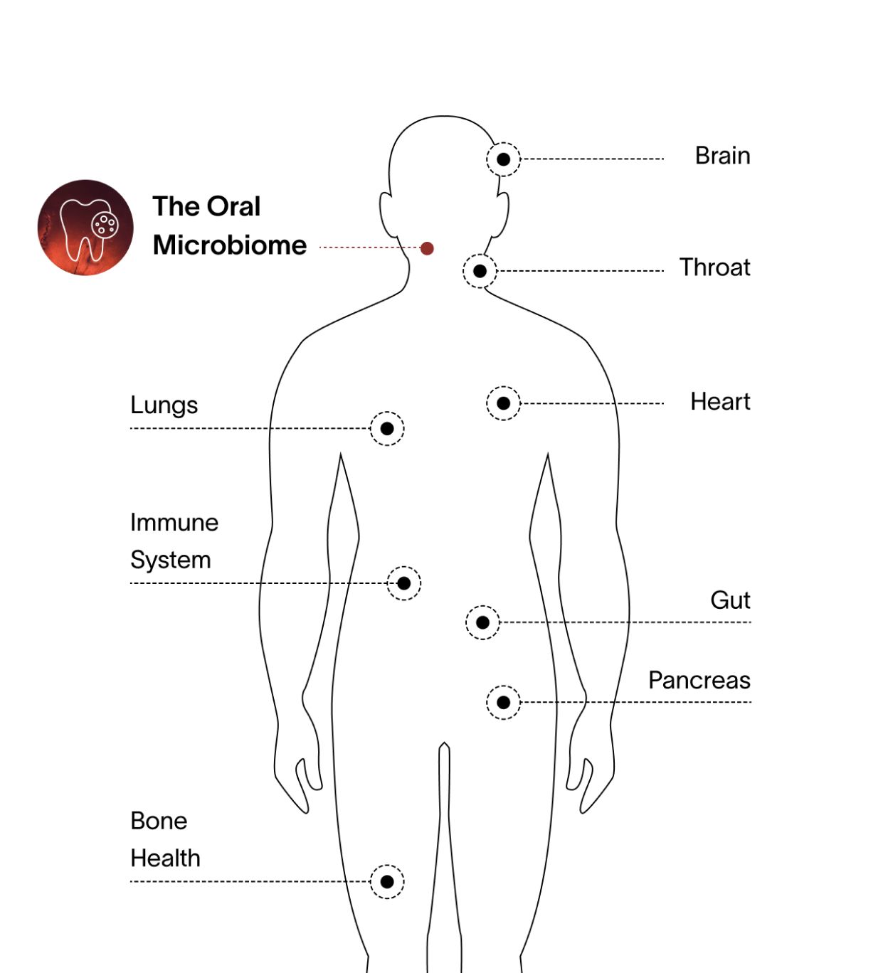 Gut Health Intelligence Test